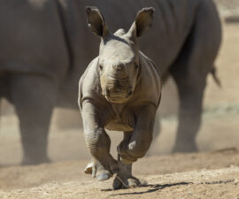 Nikita Kahn Rhino Rescue Center – San Diego Zoo Wildlife Alliance