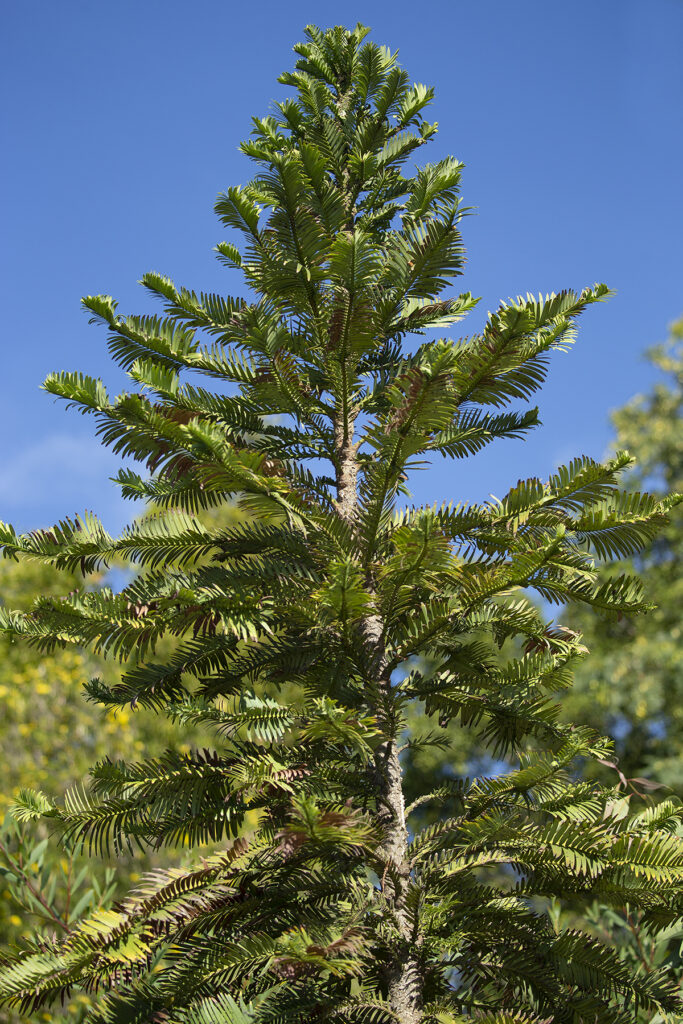 One of the world's oldest and rarest trees, the Wollemi pine was once believed to be extinct. 