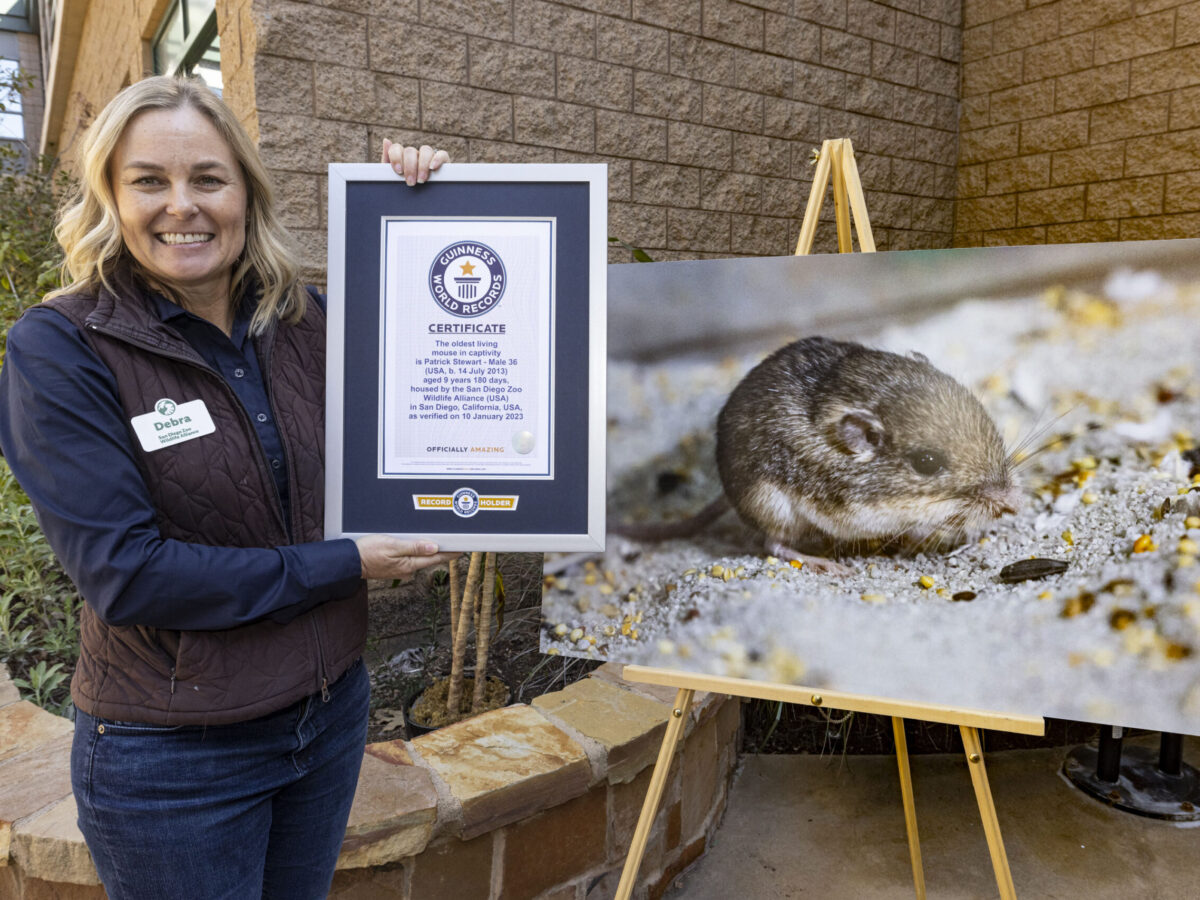 Tiny Mouse, Big Deal – San Diego Zoo Wildlife Alliance Stories
