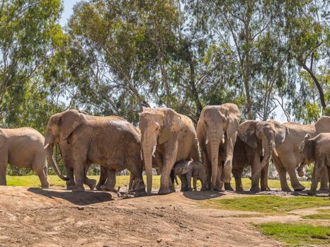 African Savanna Elephant Herd at San Diego Zoo Safari Park