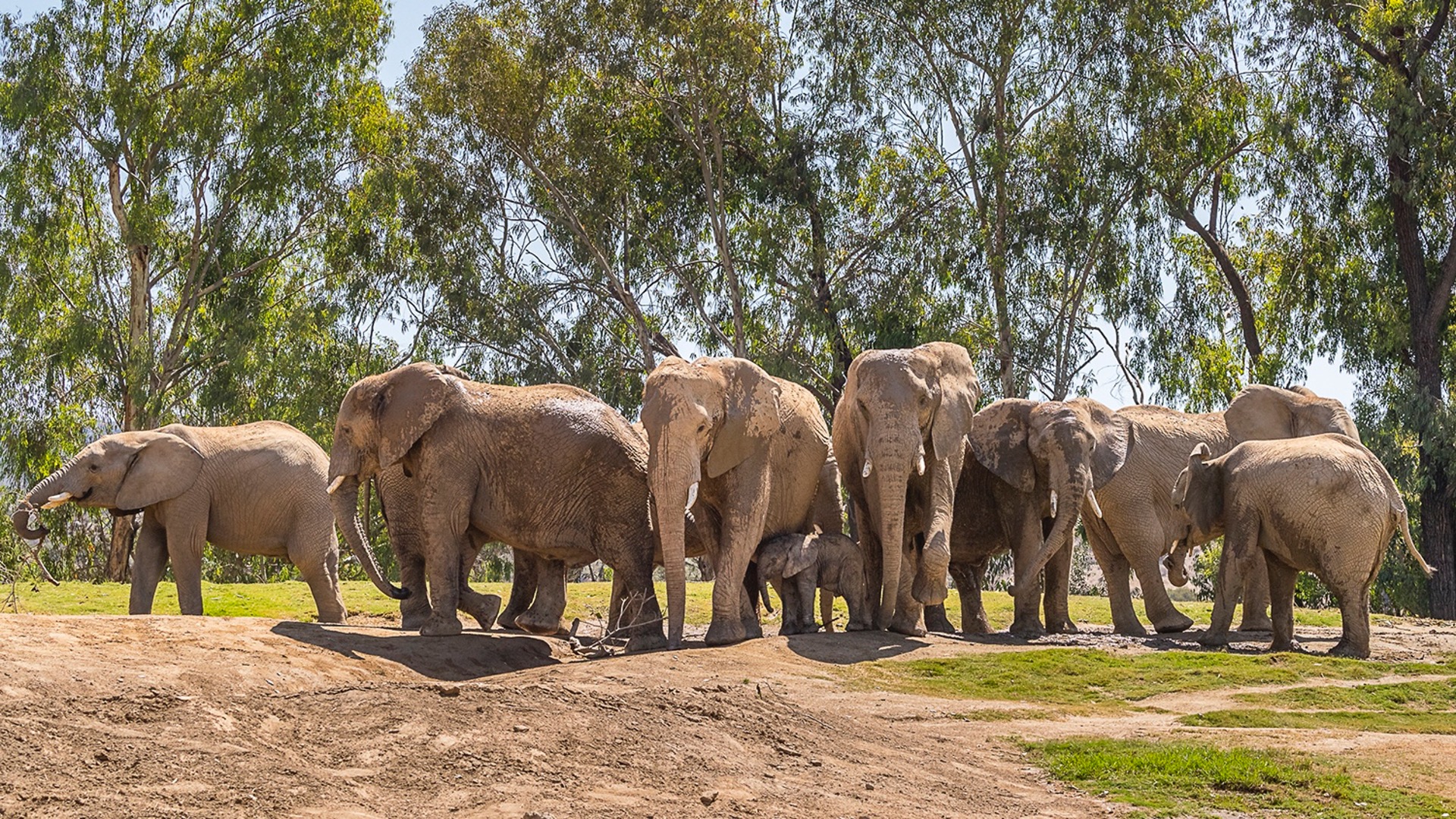 African Savanna Elephant Herd at San Diego Zoo Safari Park