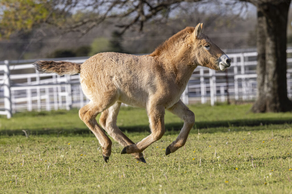 The second-ever Przewalski's horse clone has arrived to his new home at the Safari Park. 