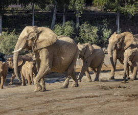 visit san diego zoo or safari park