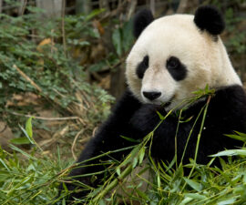 Giant Panda (Zhen Zhen)