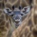 giraffe calf | 14 Adorable Baby Animal Facts
